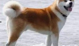 国产人与狗,探寻人类与动物和谐共生的奥秘