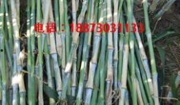 cao国产,历史、文化与现代发展的交融画卷